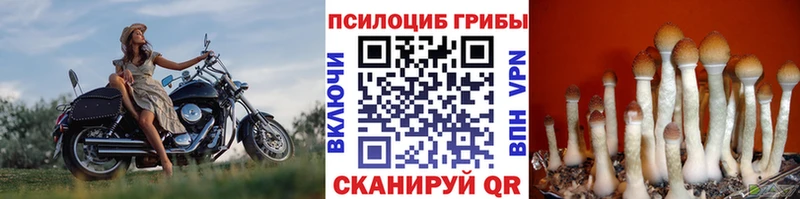 Псилоцибиновые грибы GOLDEN TEACHER  Ладушкин 